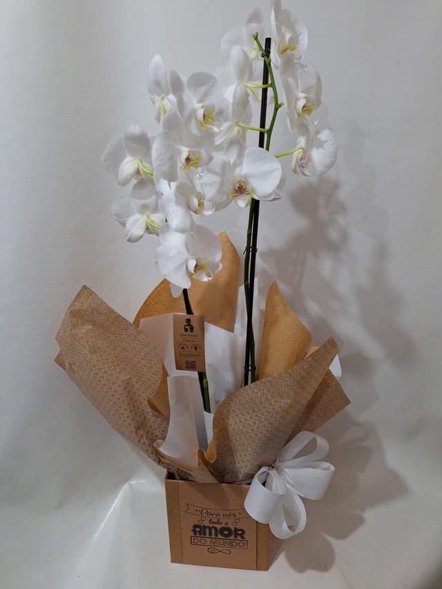 Orquídea Phalaenopsis 1 aste