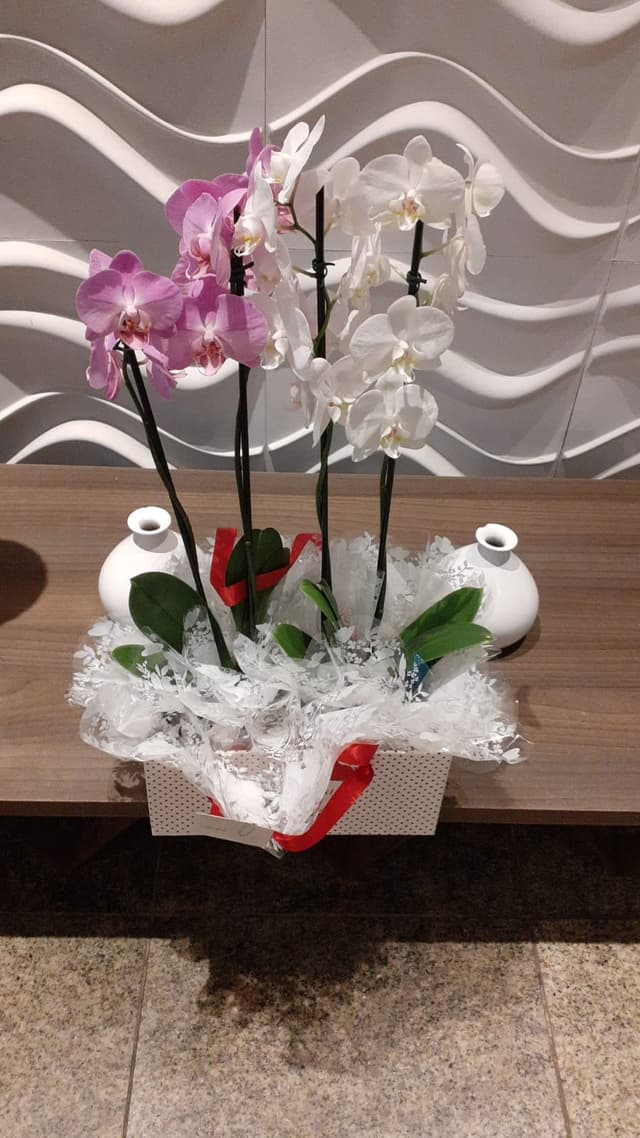 Conjunto dois vasos de duas astes de orquídeas Phalaenopsis