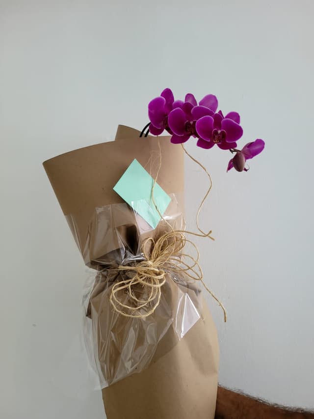 Orquídea Phalaenopsis 1 aste