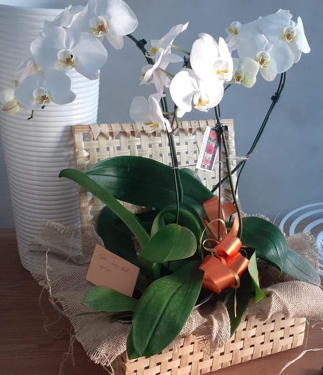 2 orquídeas Phalaenopsis cascatas e caixa de vime (não inclui vaso decorativo)