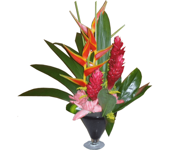 Arranjo Tropical Panamá