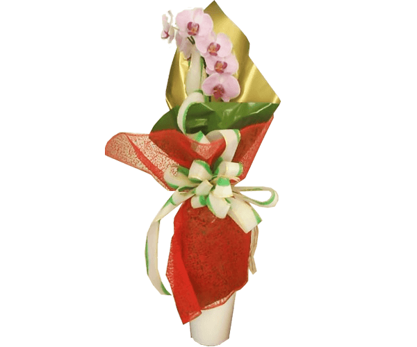Flores para presente