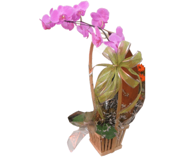 Orquídea lilás com cesta