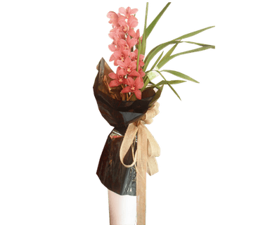 Orquídea Cibidium