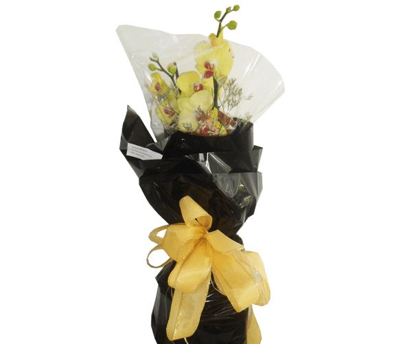 Orquídea duas astes amarela